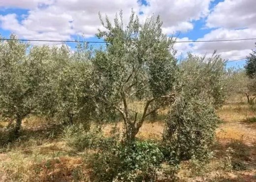 terrain agricole - image 3