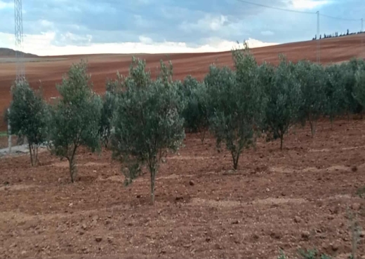 Terrain agricole à vendre plus  deux studio - image 2